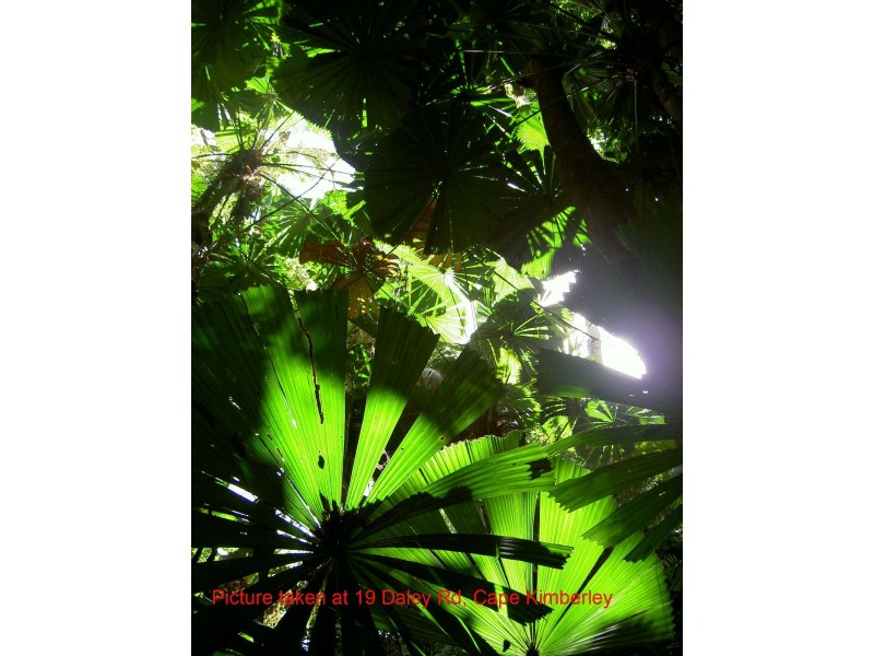 Lot 19 Cape Tribulation Road KIMBERLEY, Daintree QLD 4873