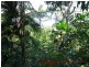 Lot 19 Cape Tribulation Road KIMBERLEY, Daintree QLD 4873