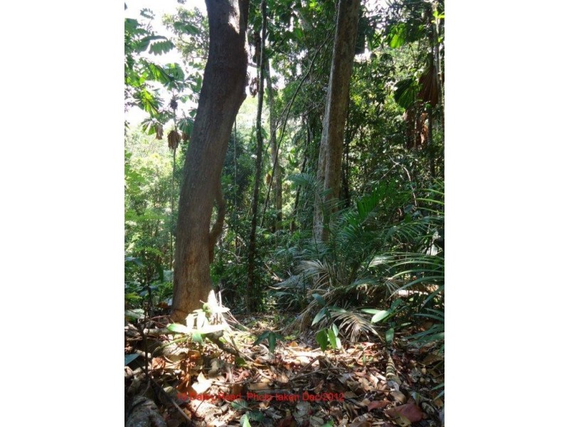 Lot 19 Cape Tribulation Road KIMBERLEY, Daintree QLD 4873