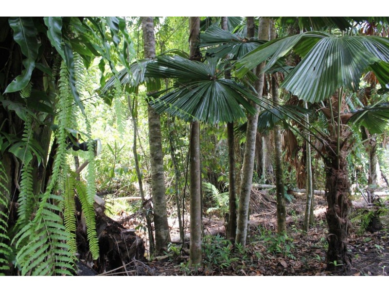 11 Cape Tribulation Road THORNTON BEACH, Daintree QLD 4873