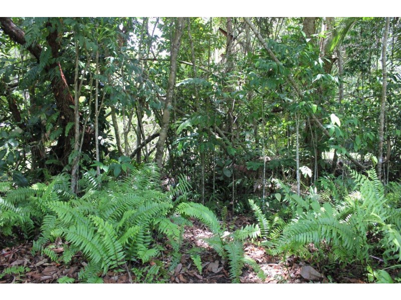 11 Cape Tribulation Road THORNTON BEACH, Daintree QLD 4873