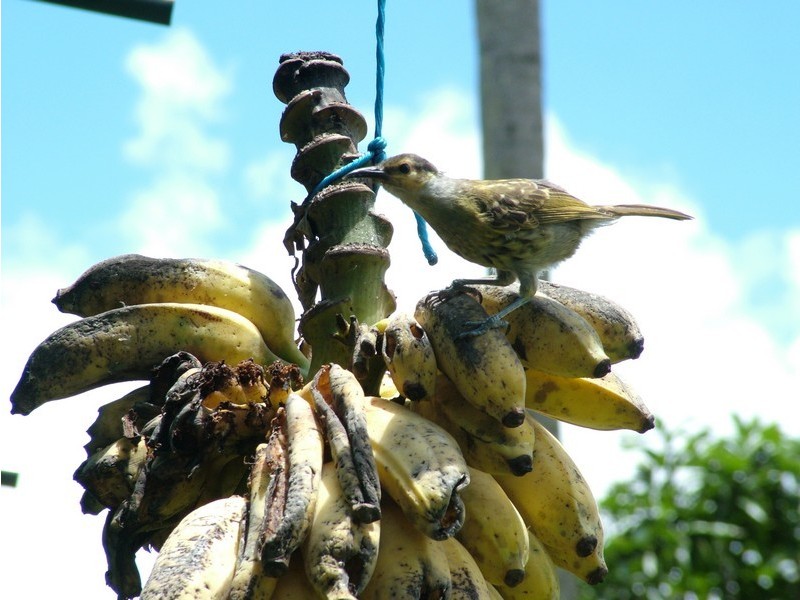 31 Mount Kooyong Rd, Julatten QLD 4871