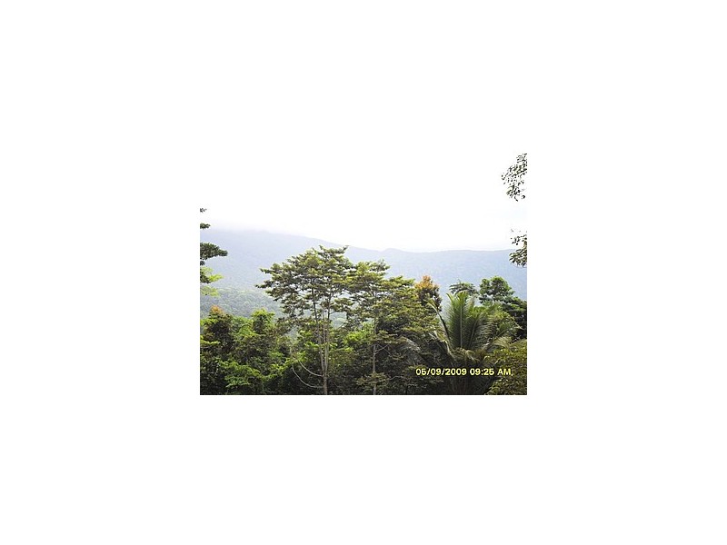 Lot 241 Carbeen Road DIWAN, Daintree QLD 4873