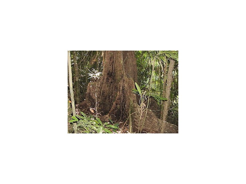 Lot 241 Carbeen Road DIWAN, Daintree QLD 4873