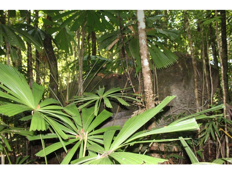 237 Stonewood Road DIWAN, Daintree QLD 4873