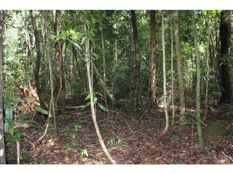 237 Stonewood Road DIWAN, Daintree QLD 4873