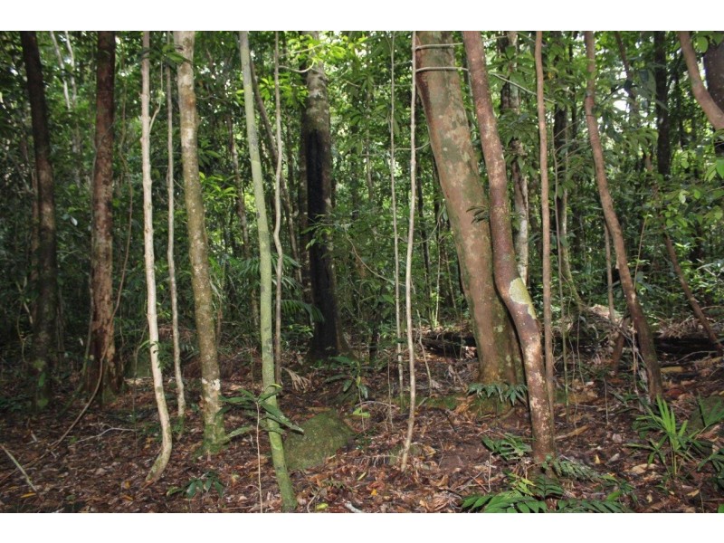 237 Stonewood Road DIWAN, Daintree QLD 4873