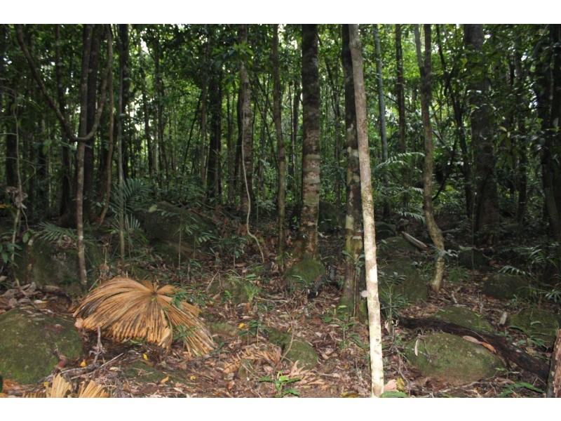 237 Stonewood Road DIWAN, Daintree QLD 4873