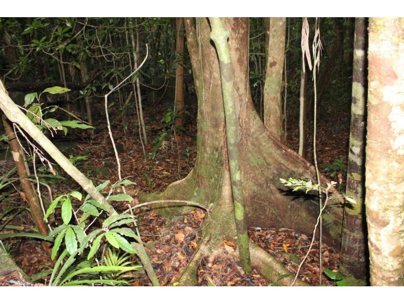 237 Stonewood Road DIWAN, Daintree QLD 4873