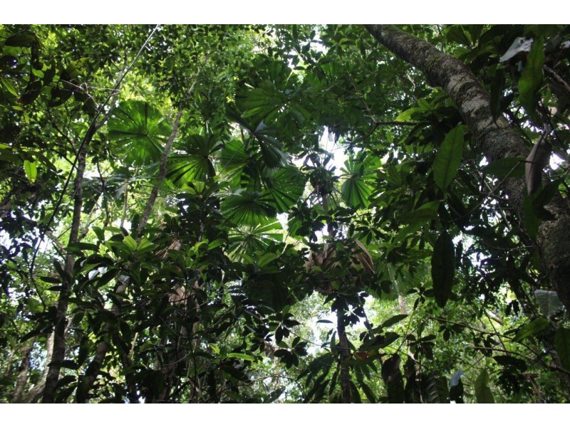 237 Stonewood Road DIWAN, Daintree QLD 4873