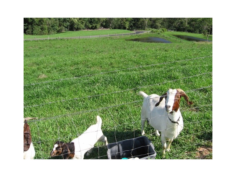 29 Mount Perseverence Rd, Julatten QLD 4871