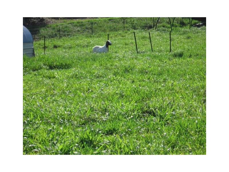 29 Mount Perseverence Rd, Julatten QLD 4871