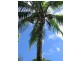 145 Mt Perseverence Rd, Julatten QLD 4871