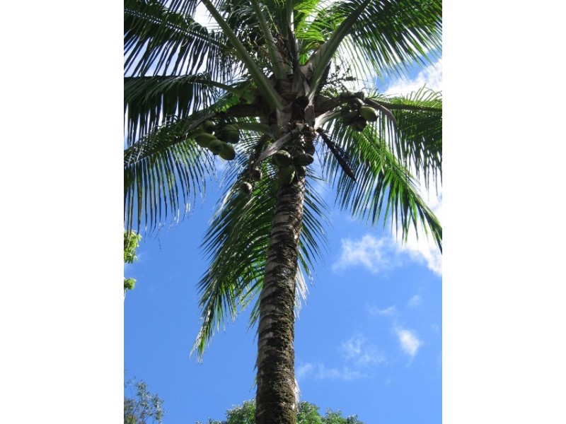 145 Mt Perseverence Rd, Julatten QLD 4871