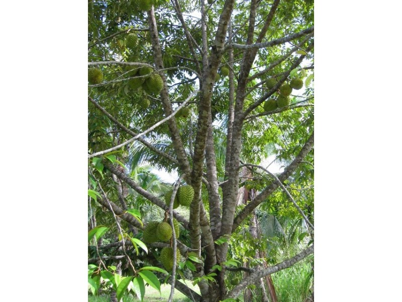 145 Mt Perseverence Rd, Julatten QLD 4871