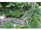 38 Spurwood Road COW BAY, Daintree QLD 4873