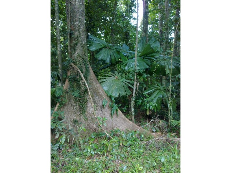 71 Buchanan Creek Rd COW BAY, Daintree QLD 4873