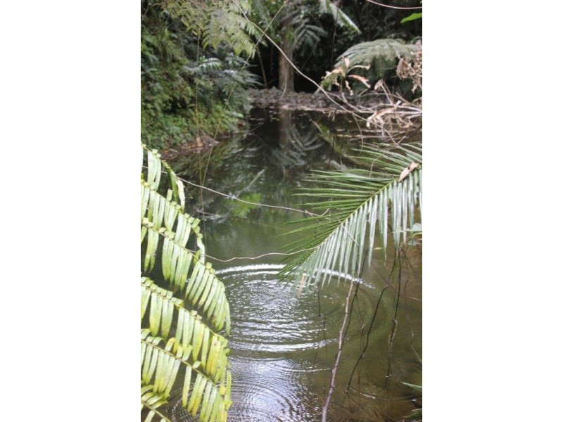 339 Maple Road CowBay, Daintree QLD 4873