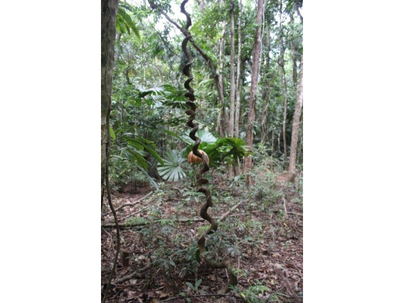339 Maple Road CowBay, Daintree QLD 4873