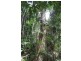 339 Maple Road CowBay, Daintree QLD 4873