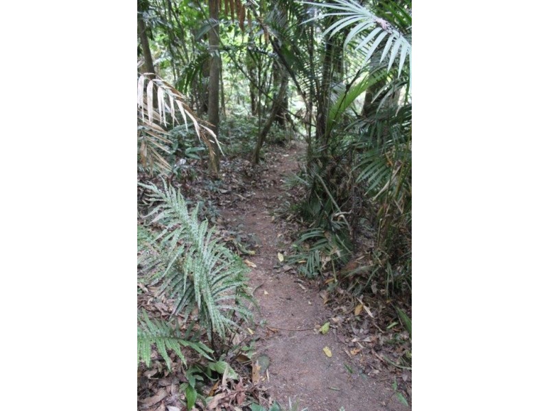 339 Maple Road CowBay, Daintree QLD 4873