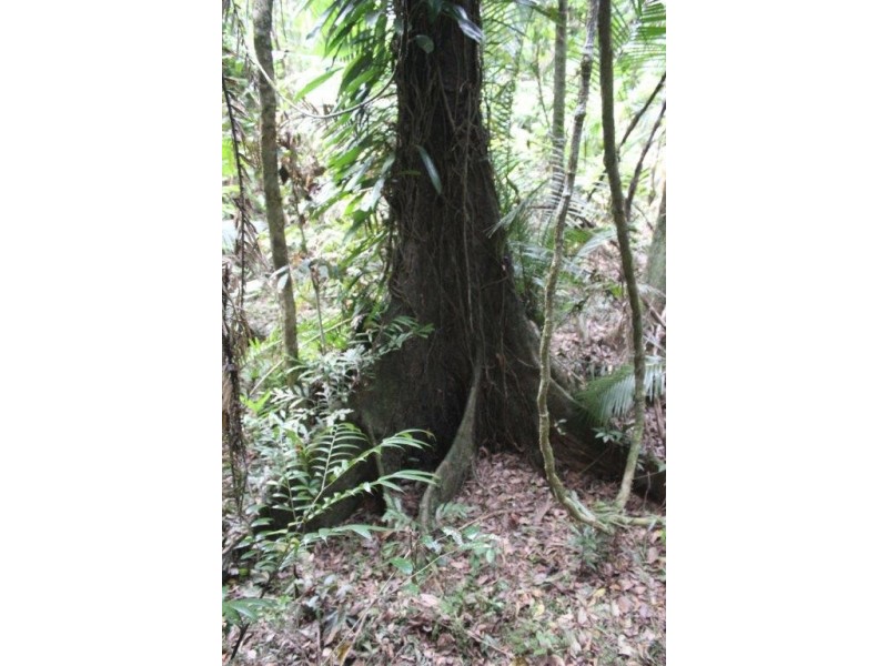 339 Maple Road CowBay, Daintree QLD 4873