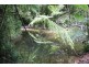 339 Maple Road CowBay, Daintree QLD 4873