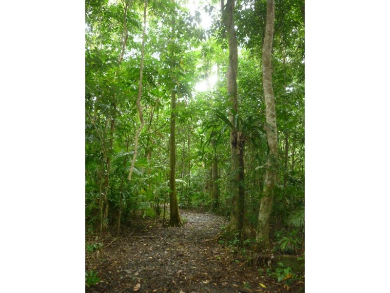 339 Maple Road CowBay, Daintree QLD 4873