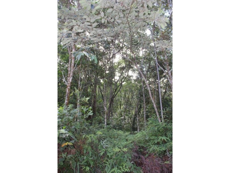 Lot 66 George Road FOREST CREEK, Daintree QLD 4873