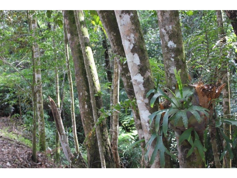Lot 66 George Road FOREST CREEK, Daintree QLD 4873