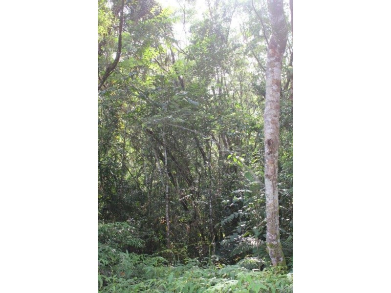 Lot 66 George Road FOREST CREEK, Daintree QLD 4873