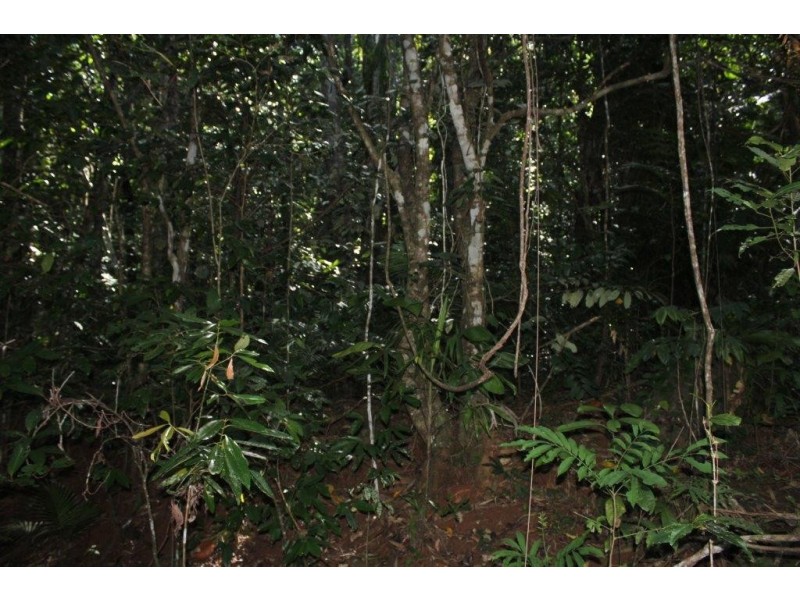 Lot 1 Cape Tribulation Road DIWAN, Daintree QLD 4873