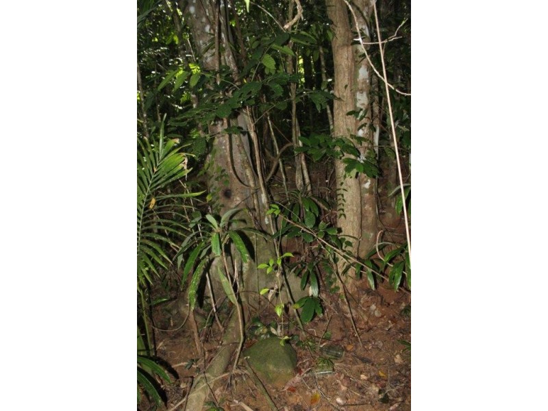 Lot 1 Cape Tribulation Road DIWAN, Daintree QLD 4873