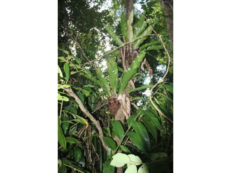 Lot 1 Cape Tribulation Road DIWAN, Daintree QLD 4873