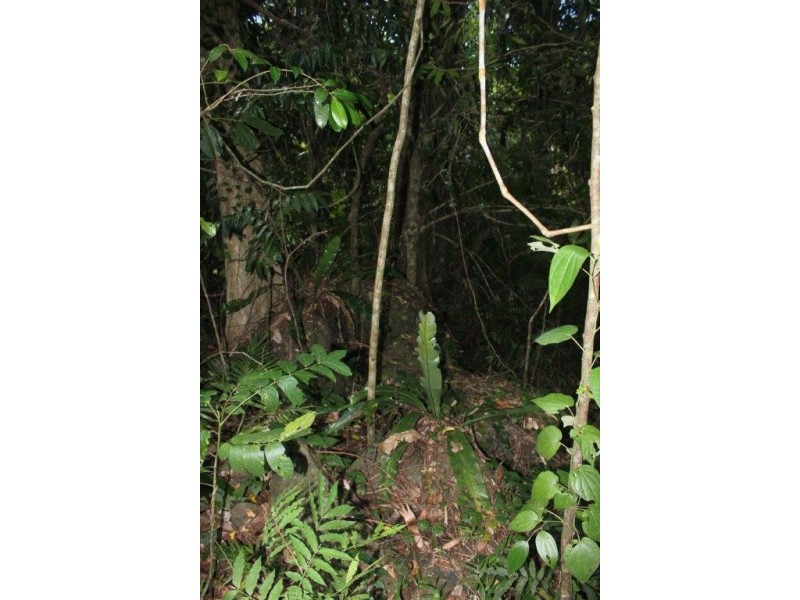 Lot 1 Cape Tribulation Road DIWAN, Daintree QLD 4873