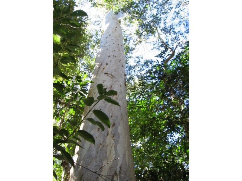 47 Stevens  Road, Julatten QLD 4871