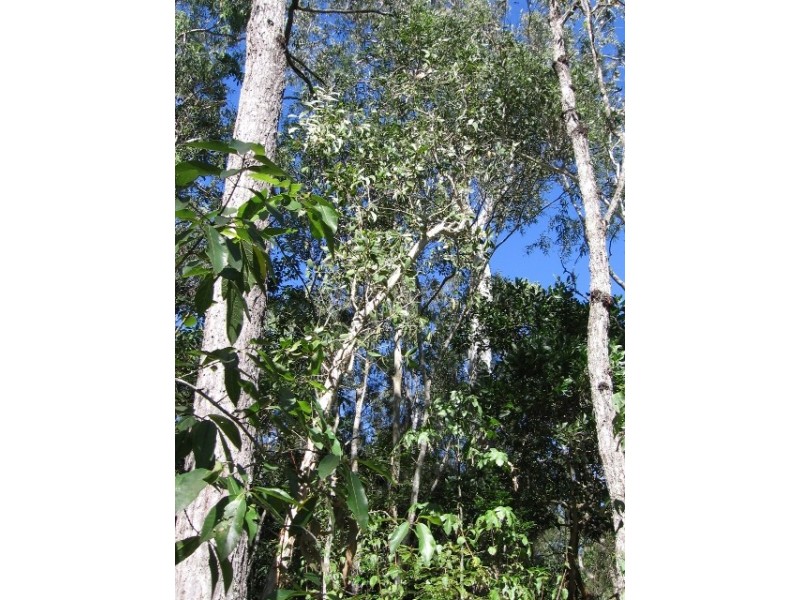 47 Stevens  Road, Julatten QLD 4871