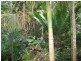 1644 Mossman Mt Molloy Rd, Julatten QLD 4871