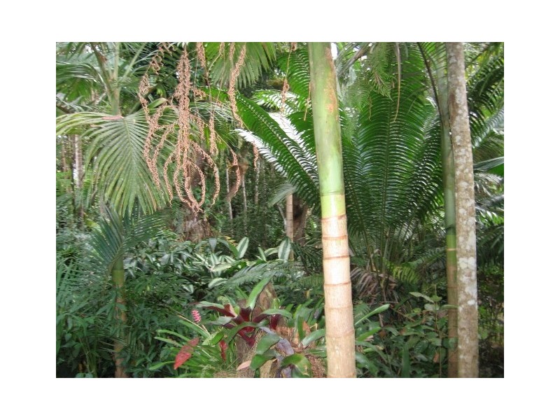 1644 Mossman Mt Molloy Rd, Julatten QLD 4871