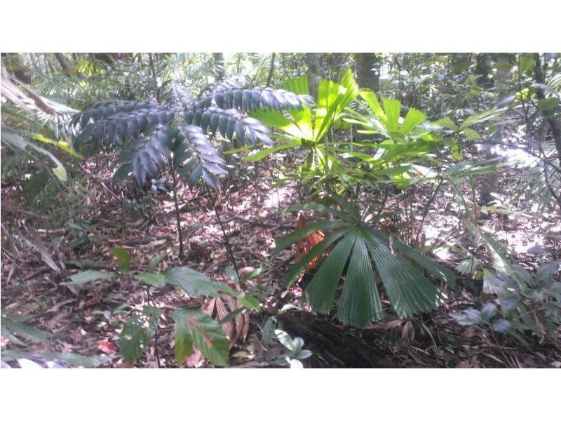 513 Silver Ash Road COW BAY, Daintree QLD 4873