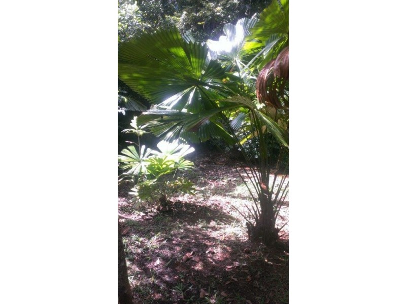 513 Silver Ash Road COW BAY, Daintree QLD 4873