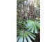 Lot 2 Cape Tribulation Road DIWAN, Daintree QLD 4873