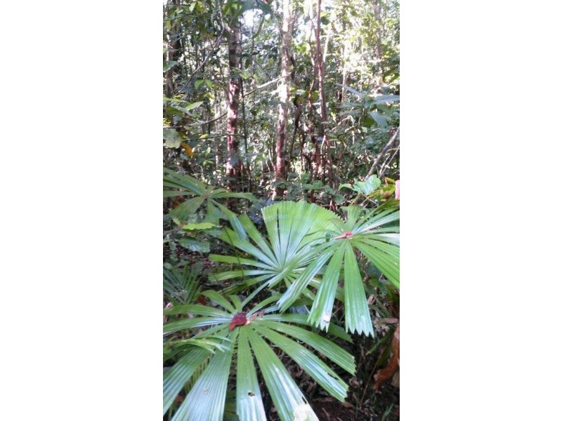Lot 2 Cape Tribulation Road DIWAN, Daintree QLD 4873