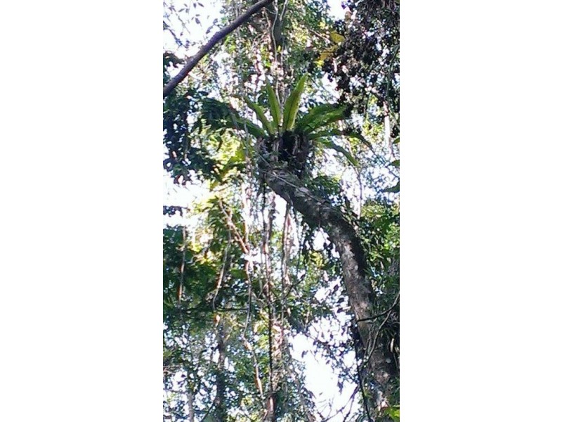 Lot 2 Cape Tribulation Road DIWAN, Daintree QLD 4873