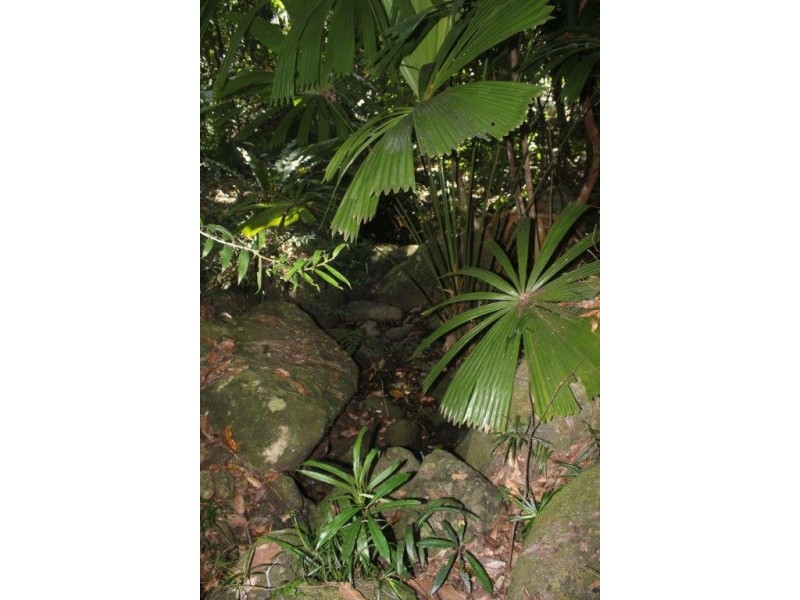 207 Turpentine Road DIWAN, Daintree QLD 4873
