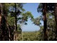 Lot 38 Ronald Road FOREST CREEK, Daintree QLD 4873