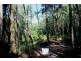 Lot 38 Ronald Road FOREST CREEK, Daintree QLD 4873