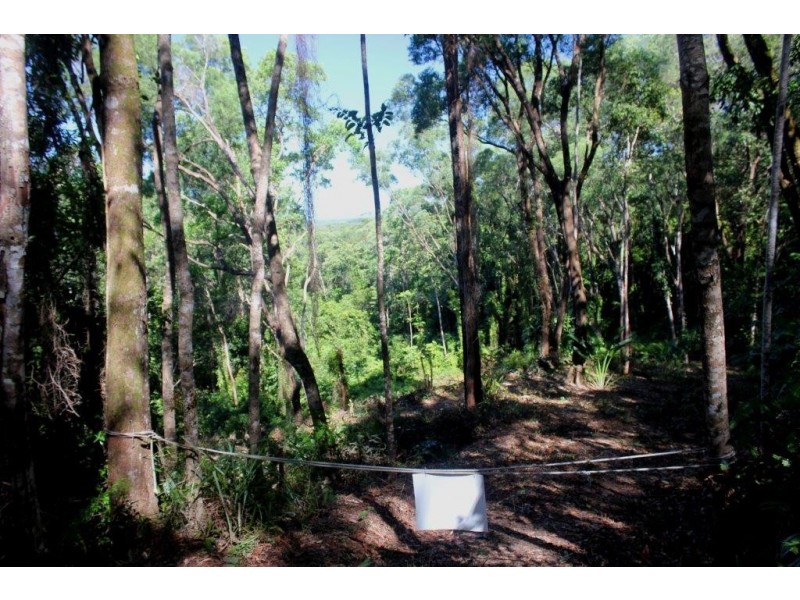 Lot 38 Ronald Road FOREST CREEK, Daintree QLD 4873