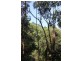 Lot 38 Ronald Road FOREST CREEK, Daintree QLD 4873