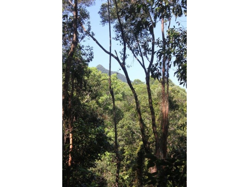 Lot 38 Ronald Road FOREST CREEK, Daintree QLD 4873